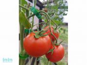 Клипсы для крепления растений, 20шт. ВОЛАТ