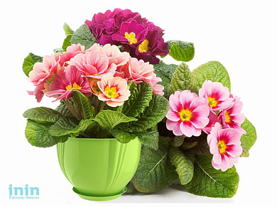 Кашпо Diana 0,65 л с поддоном, салатный, BEROSSI